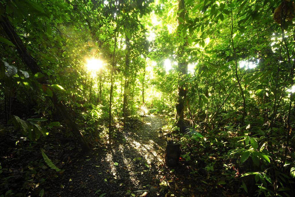 Playa Nicuesa Rainforest Eco Sanctuary Golfito Exteriör bild